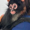 Alerta la Profepa sobre tráfico de primates con campaña: Los monos no son mascotas