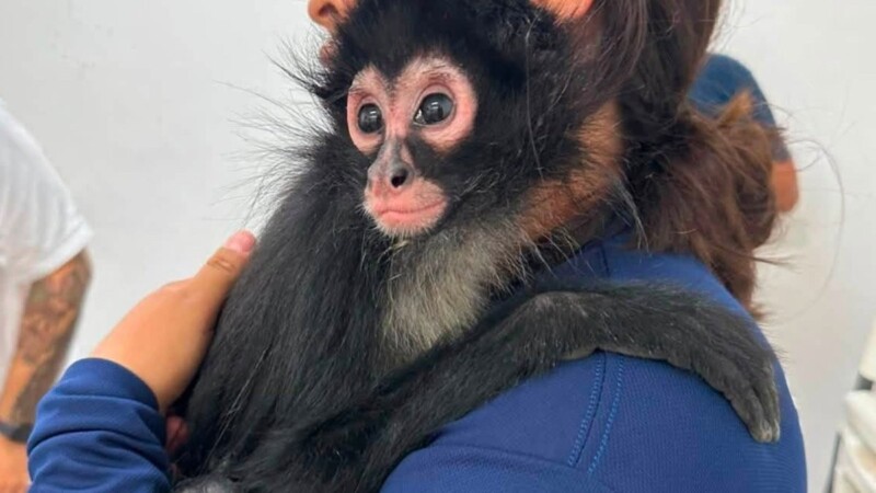 Alerta la Profepa sobre tráfico de primates con campaña: Los monos no son mascotas