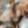 Denuncian muerte de un pitbull tras presunta agresión en Cancún