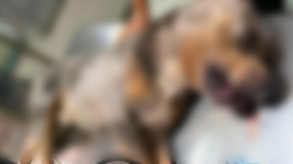 Denuncian muerte de un pitbull tras presunta agresión en Cancún