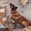 Perro detector descubre cargamento de 245.5 kilos de metanfetamina en el AICM