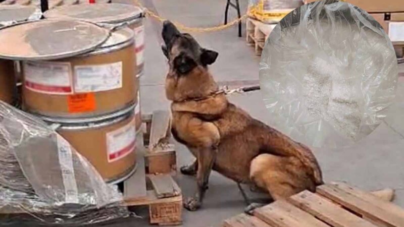 Perro detector descubre cargamento de 245.5 kilos de metanfetamina en el AICM
