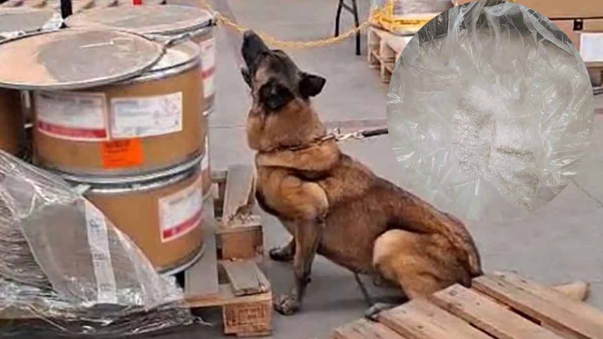 Perro detector descubre cargamento de 245.5 kilos de metanfetamina en el AICM