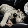Detienen a sujeto que transportaba un tigre blanco en una camioneta en la CDMX