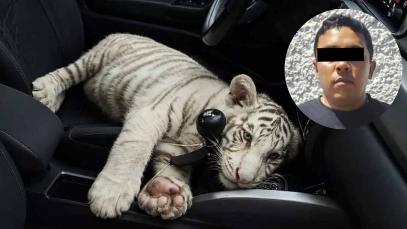 Detienen a sujeto que transportaba un tigre blanco en una camioneta en la CDMX