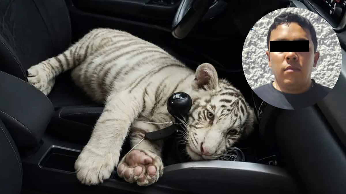 Detienen a sujeto que transportaba un tigre blanco en una camioneta en la CDMX