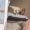 Perrito sobrevive a sismo en Colombia pero queda atrapado en un quinto piso
