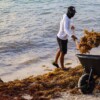 Mantiene Puerto Morelos atención permanente en playas para combatir el sargazo