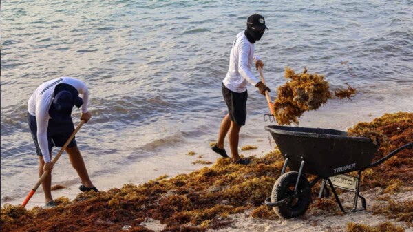 Mantiene Puerto Morelos atención permanente en playas para combatir el sargazo
