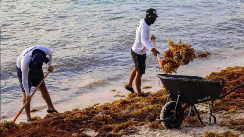 Mantiene Puerto Morelos atención permanente en playas para combatir el sargazo