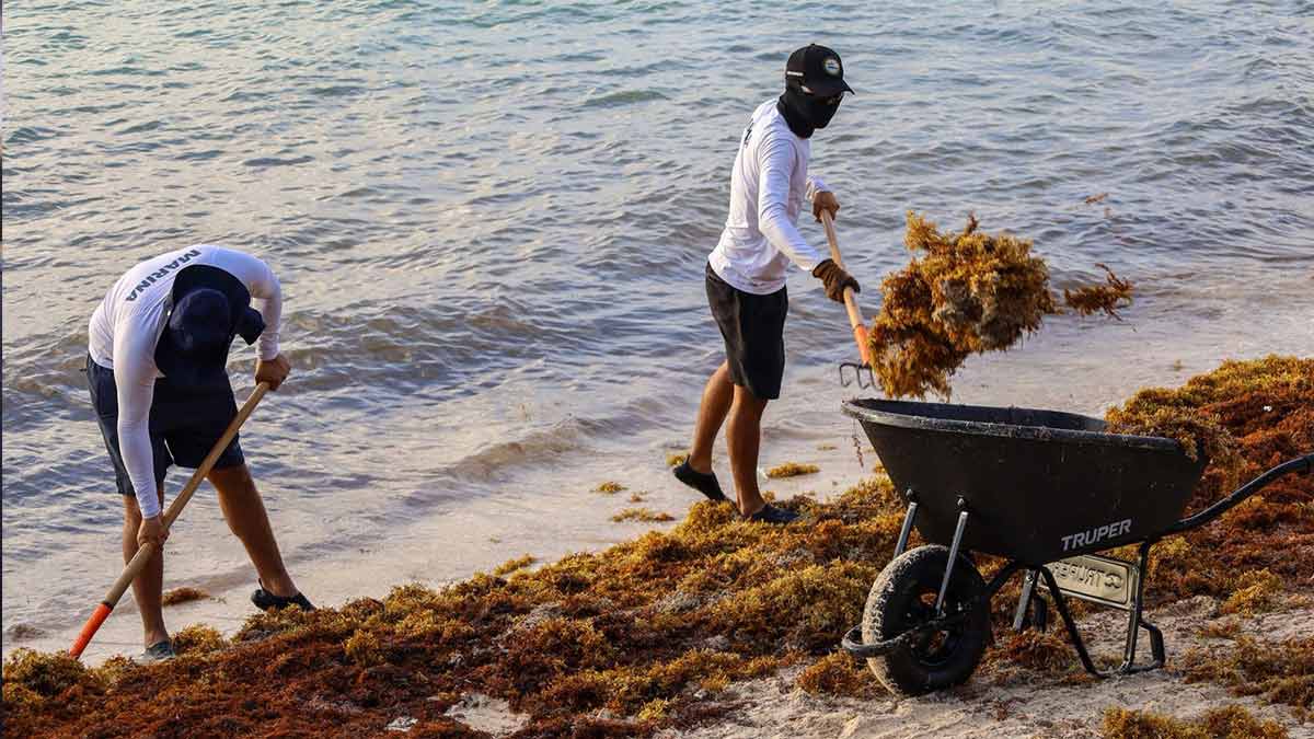 Mantiene Puerto Morelos atención permanente en playas para combatir el sargazo