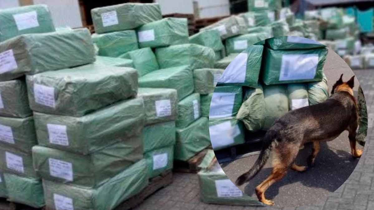 Aseguran más de 11 mil pares de tenis presuntamente falsificados en Manzanillo