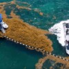 Semar supera en Quintana Roo la cifra de sargazo retirado en todo el 2025