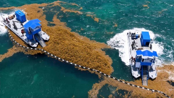 Semar supera en Quintana Roo la cifra de sargazo retirado en todo el 2025