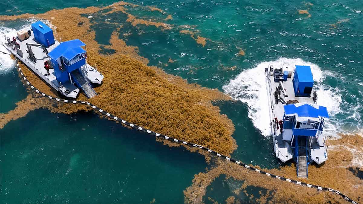 Semar supera en Quintana Roo la cifra de sargazo retirado en todo el 2025