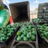 Asegura DEA más de 900 kilos de metanfetamina camuflados entre coles en Texas