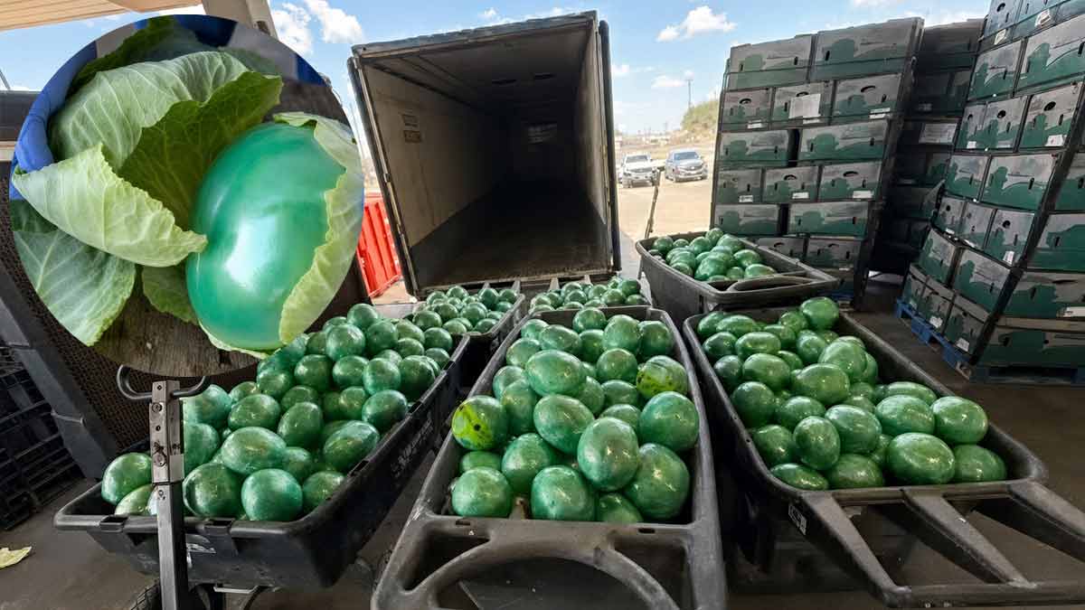 Asegura DEA más de 900 kilos de metanfetamina camuflados entre coles en Texas