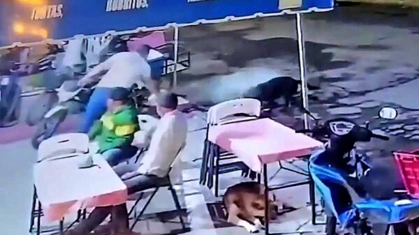 Hombre ataca con agua hirviendo a perritos callejeros en Michoacán