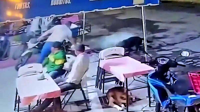 Hombre ataca con agua hirviendo a perritos callejeros en Michoacán