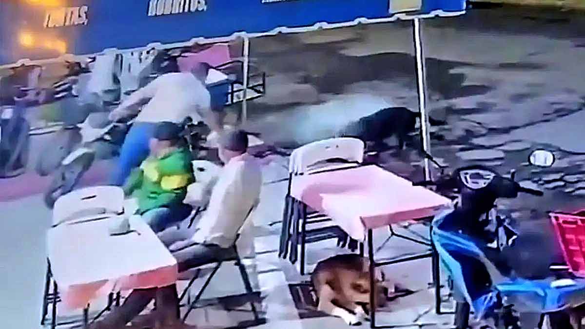 Hombre ataca con agua hirviendo a perritos callejeros en Michoacán