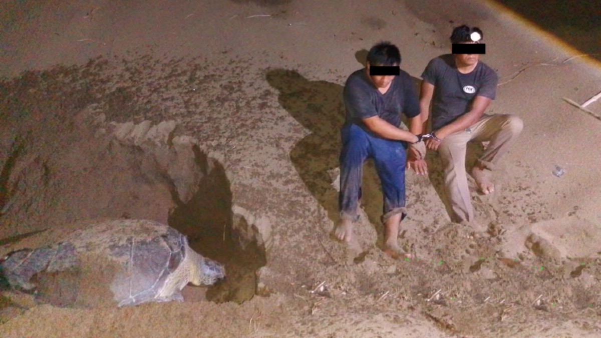 Detienen a dos personas por presunto saqueo de cangrejo azul y huevos de tortuga en Catemaco