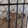 Aseguran dos tigres de Bengala en un domicilio particular de Mazatlán