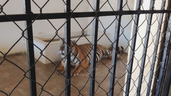 Aseguran dos tigres de Bengala en un domicilio particular de Mazatlán