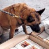 Aseguran más de una tonelada de cocaína en cargamento de café en el AICM