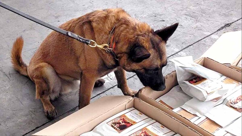 Aseguran más de una tonelada de cocaína en cargamento de café en el AICM