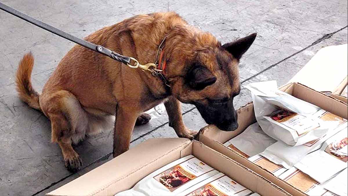 Aseguran más de una tonelada de cocaína en cargamento de café en el AICM