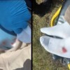 Lesionan con balines a motociclista en la carretera Tizimín-Río Lagartos