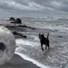 Perrito callejero sobrevive al paso del huracán Polo en playas de Michoacán