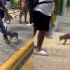 Sacrifican a zorra gris con rabia tras atacar a una bebé en Cancún