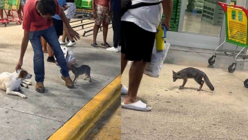 Sacrifican a zorra gris con rabia tras atacar a una bebé en Cancún
