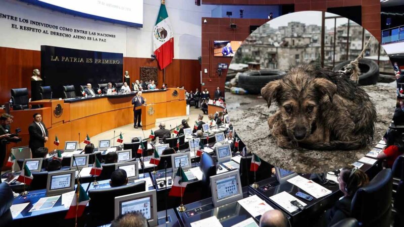 Senado da luz verde a nueva Ley de Bienestar, Cuidado y Protección de los Animales