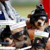 Comando, el chihuahua adoptado por la Guardia Nacional que arrasa en medios extranjeros
