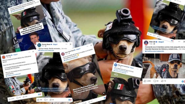 Comando, el chihuahua adoptado por la Guardia Nacional que arrasa en medios extranjeros