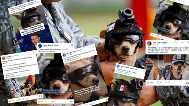 Comando, el chihuahua adoptado por la Guardia Nacional que arrasa en medios extranjeros