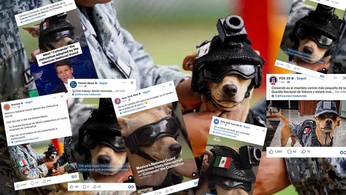 Comando, el chihuahua adoptado por la Guardia Nacional que arrasa en medios extranjeros