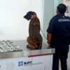 Detectan más de 365 mil dólares ocultos en equipaje de pasajero en el aeropuerto de Oaxaca