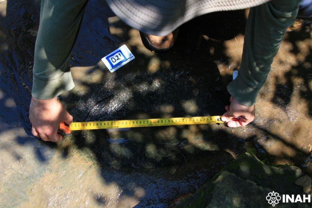 Identifican 50 huellas de dinosaurios de hace 65 millones de años en Michoacán