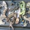 Mexicano es detenido en Alemania tras encontrar 92 reptiles ocultos en su equipaje