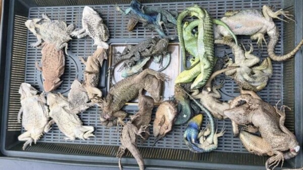 Mexicano es detenido en Alemania tras encontrar 92 reptiles ocultos en su equipaje