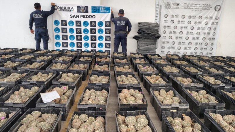 Aseguran una tonelada de peyote oculta entre paja en un camión en Coahuila