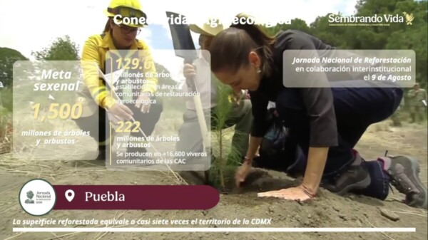 Han plantado más de mil millones de árboles con Sembrando Vida
