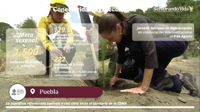 Han plantado más de mil millones de árboles con Sembrando Vida