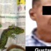 Dragoncitos de Chiapas, entre las especies amenazadas por el tráfico ilegal de fauna