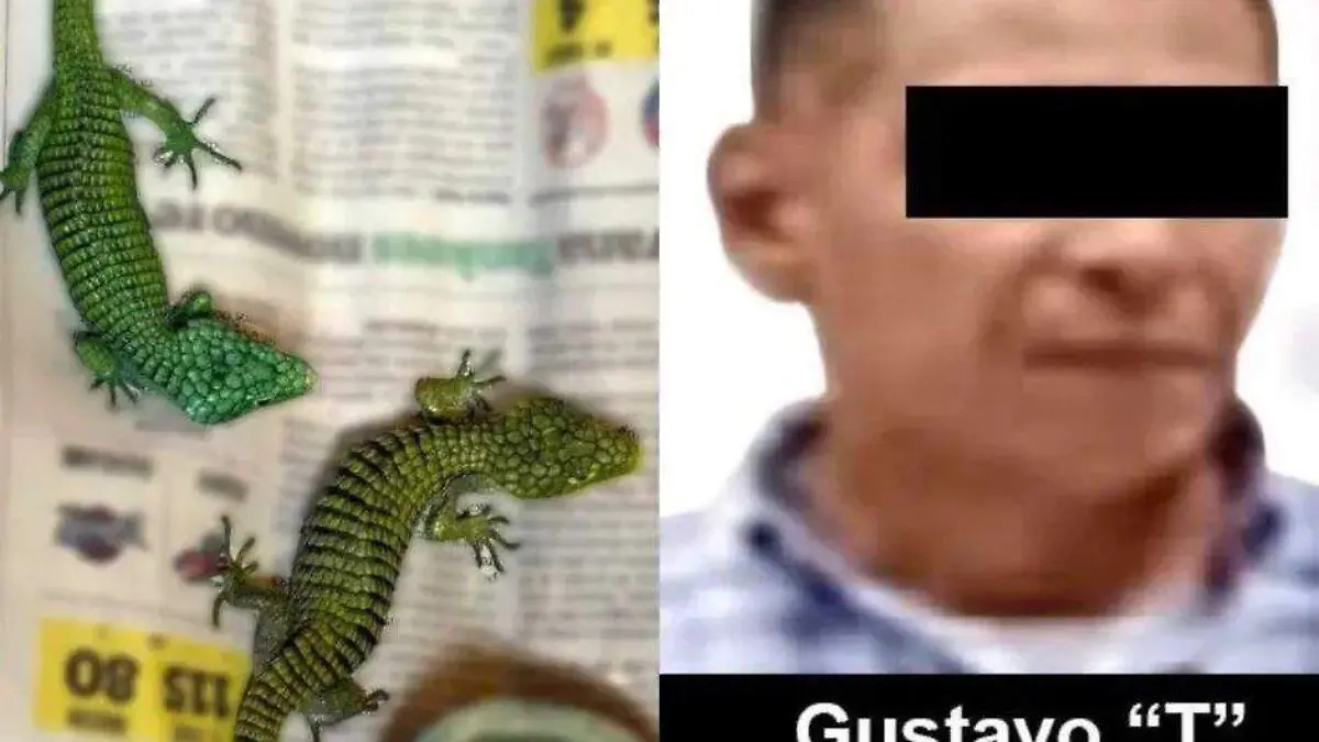 Dragoncitos de Chiapas, entre las especies amenazadas por el tráfico ilegal de fauna