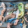 Incautan a mexicano en Alemania 92 reptiles ocultos en su equipaje