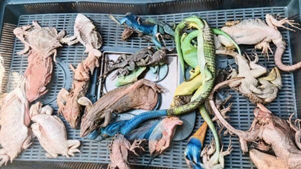 Incautan a mexicano en Alemania 92 reptiles ocultos en su equipaje